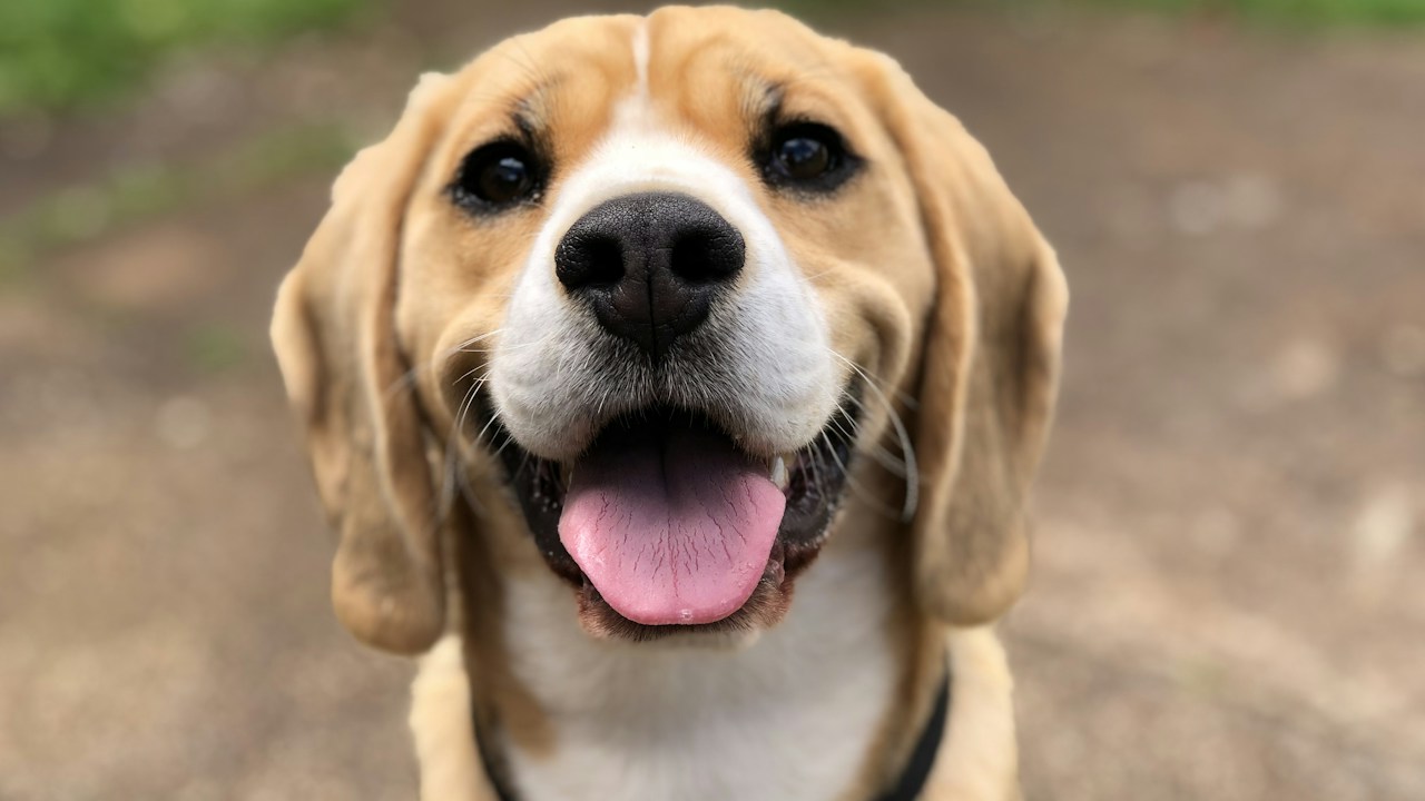 Bringing Pets to Jamaica: Official MOAF & Veterinary Services Import Permit Rules (2026 Guide)