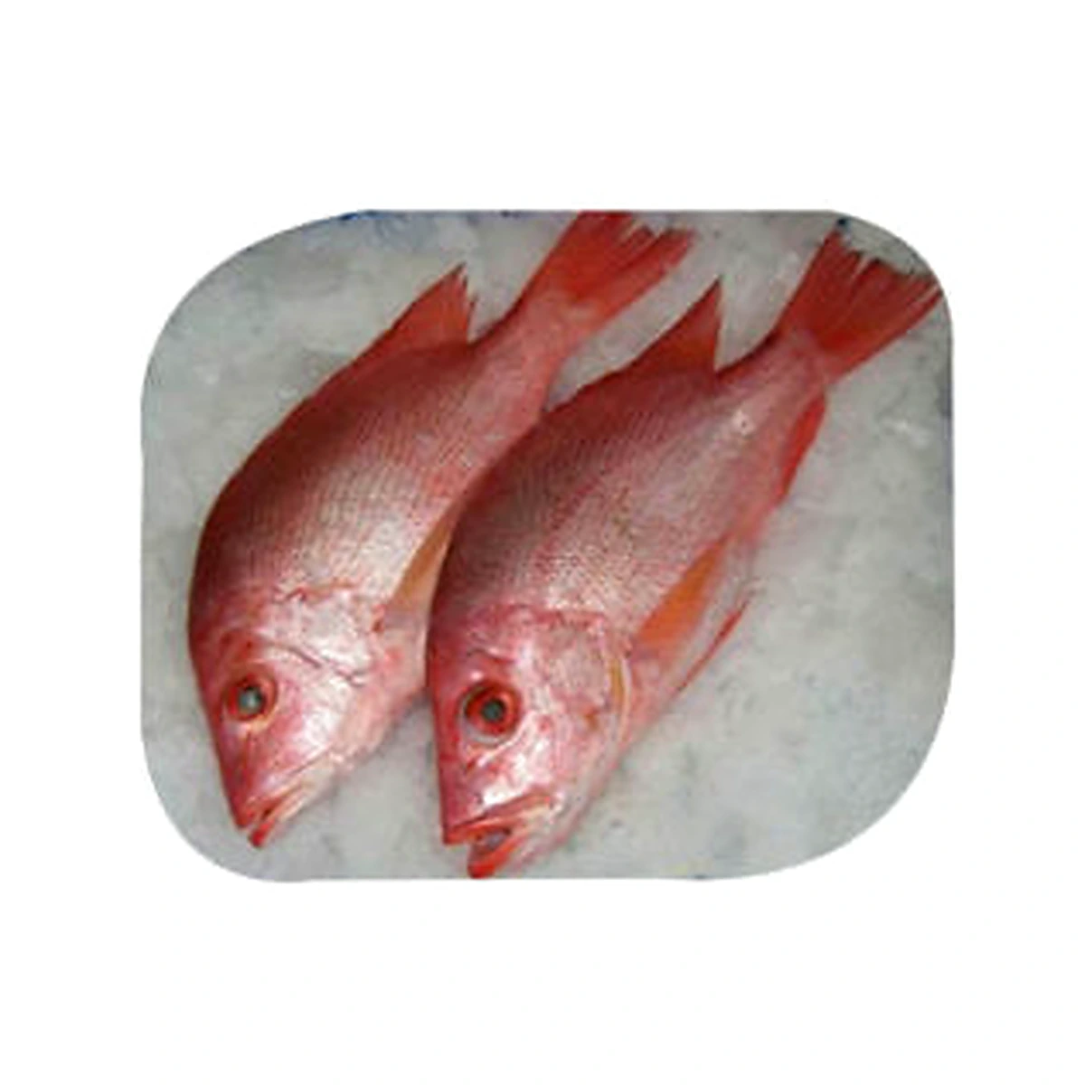 Lane/red Snapper Bulk - 1 Lb