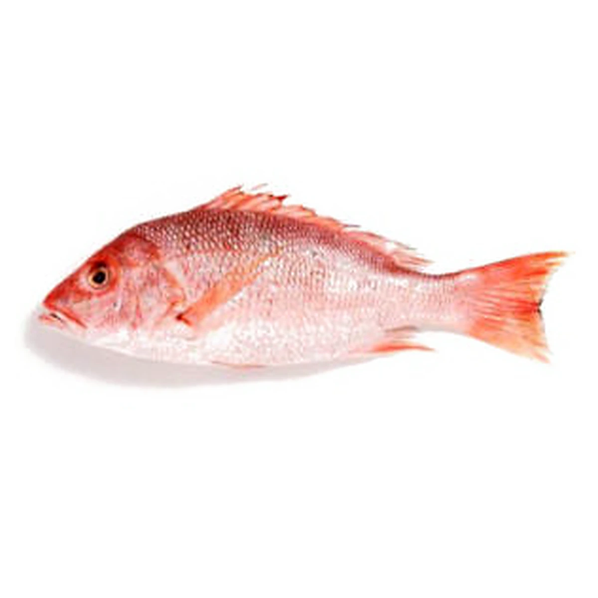 Red Snapper Fryer - 2 Lb