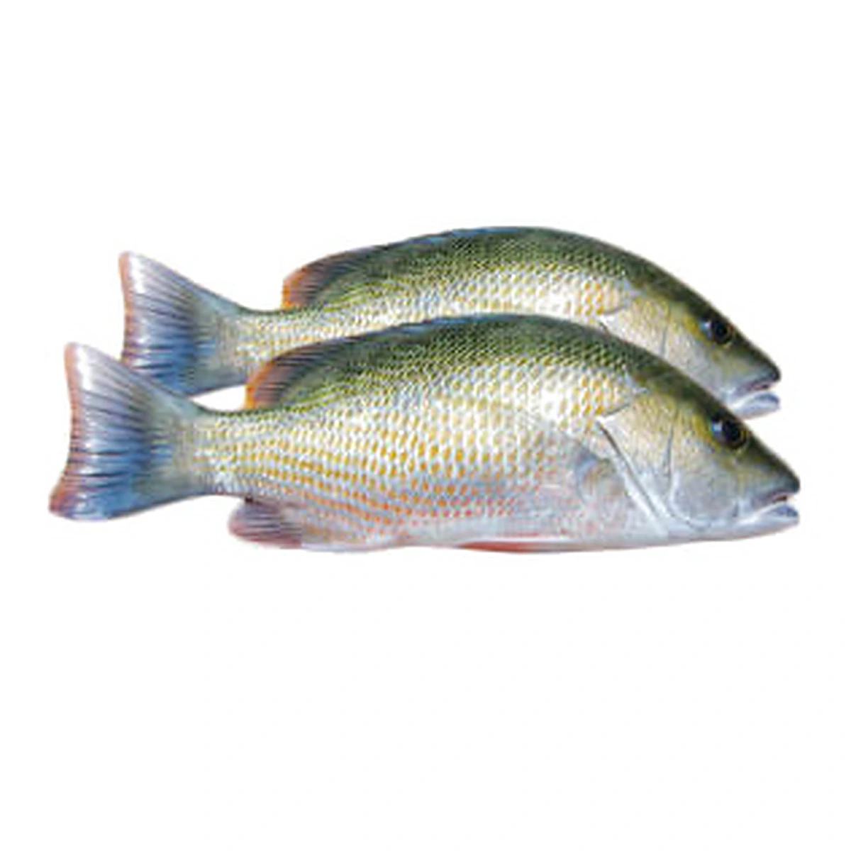 Mangrove Snapper - 2 Lb