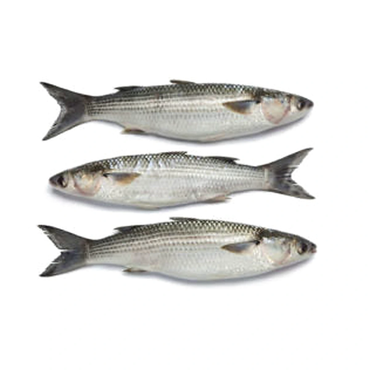 Mullet Pan Fish - 2 Lb